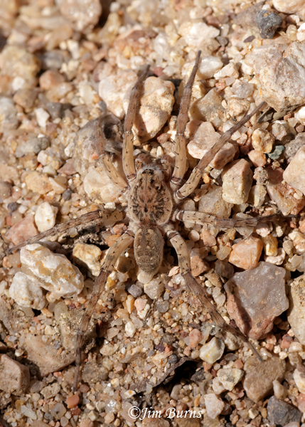Shoreline Wolf Spider male--9300