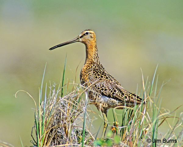 Short-billed Dowitcher breeding