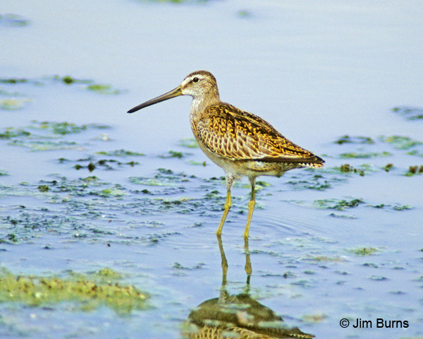 Short-billed Dowitcher juvenile