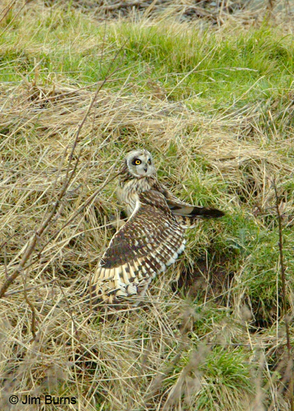Short-eared Owl mantling prey