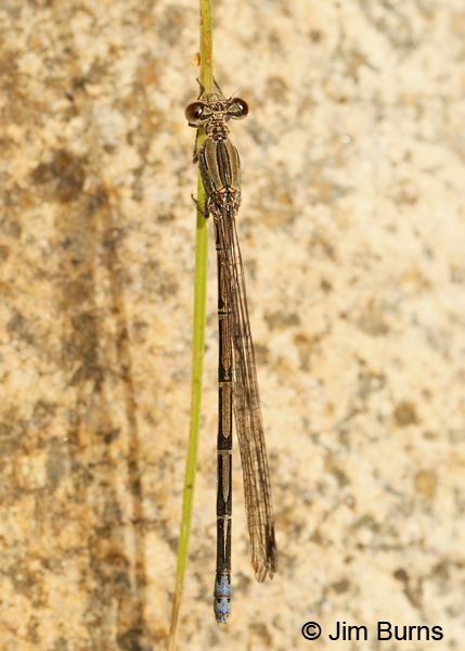 Sierra Madre Dancer heteromorph female vertical, Santa Cruz Co., AZ, June 2013