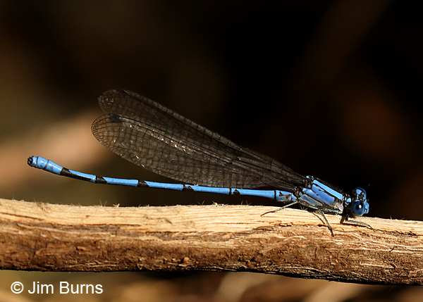 Sierra Madre Dancer male #2, Santa Cruz Co., AZ, October 2016