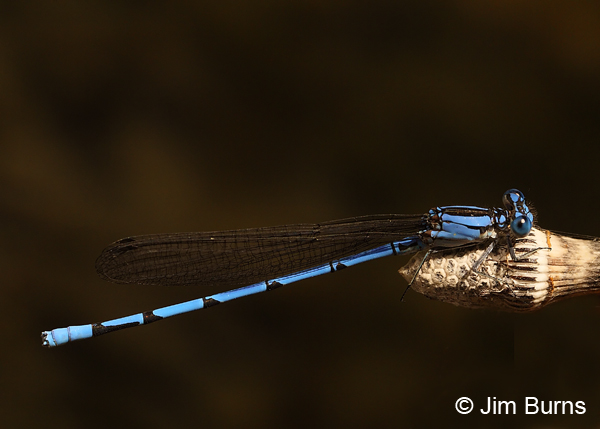 Sierra Madre Dancer male on Horsetail, Santa Cruz Co., AZ, June 2013