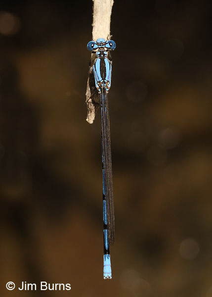 Sierra Madre Dancer male vertical on Horsetail, Santa Cruz Co., AZ, June 2013