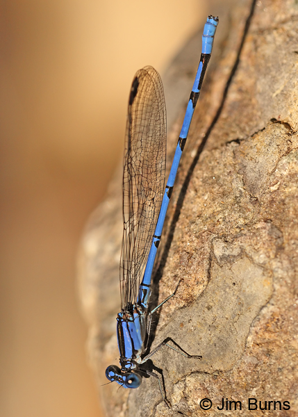 Sierra Madre Dancer male vertical on rock, Santa Cruz Co., AZ, August 2011
