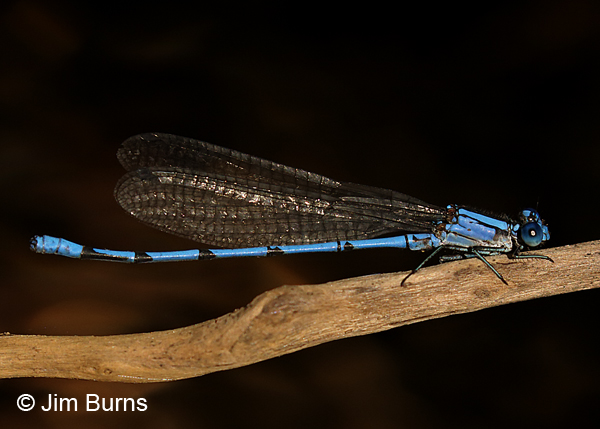 Sierra Madre Dancer male with forked humeral stripe, Santa Cruz Co., AZ, October 2016