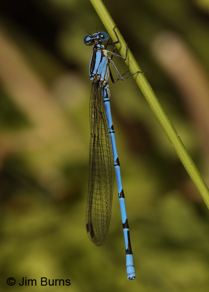 Sierra Madre Dancer vertical, Santa Cruz Co., AZ, June 2013