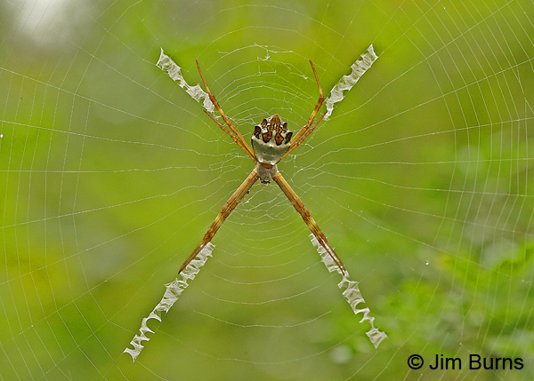 Silver Orbweaver female, Texas