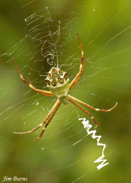 Silver Orbweaver juvenile female, Arizona--1816