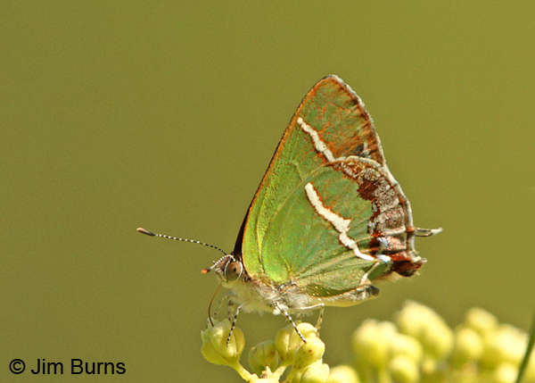Silver-banded Hairstreak, Texas