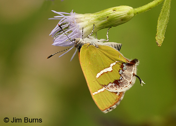 Silver-banded Hairstreak #2 on Crucita, Texas