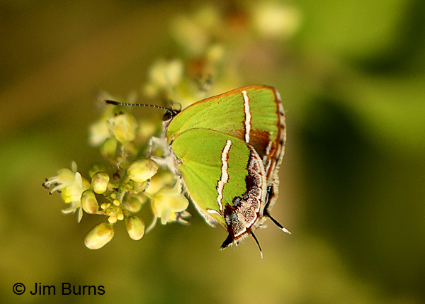 Silver-banded Hairstreak #3, Texas