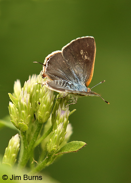 Silver-banded Hairstreak female