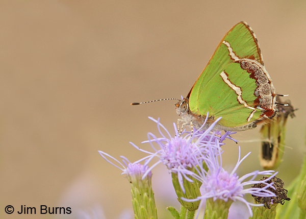 Silver-banded Hairstreak on Crucita, Texas