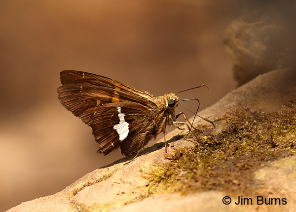 Silver-spotted Skipper, Arizona