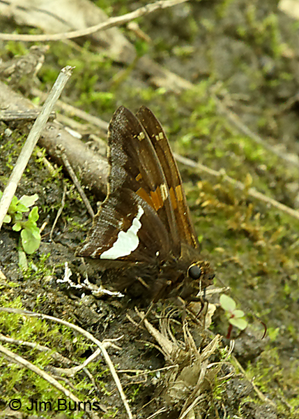 Silver-spotted Skipper, North Carolina