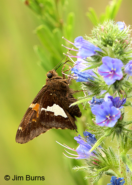 Silver-spotted Skipper on Viper Bugloss, Missouri