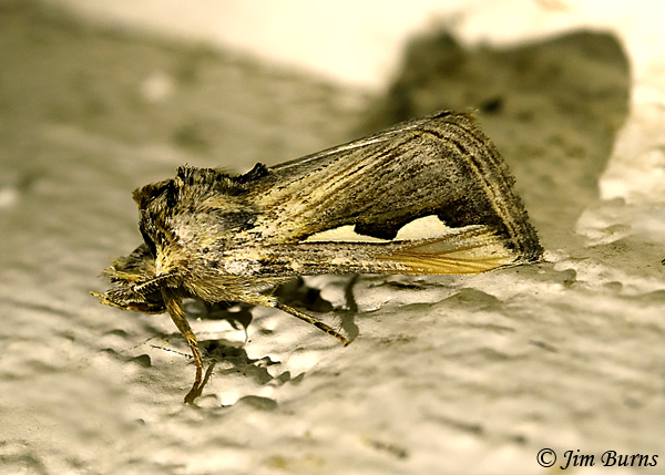 Silvered Prominent Moth--3015