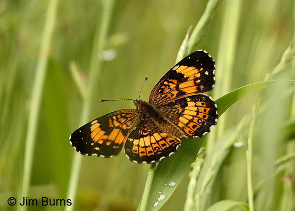 Silvery Checkerspot, Arkansas