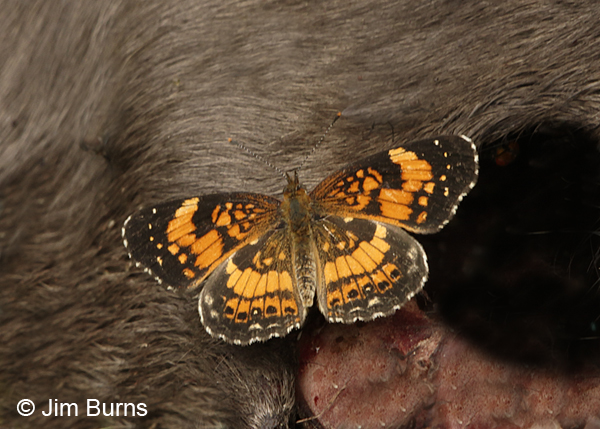 Silvery Checkerspot on cow carcass, Arkansas