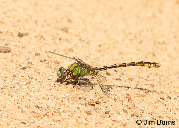 Sioux Snaketail male, Eau Claire Co., WI, June 2014