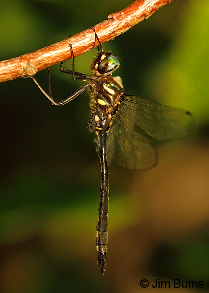 Ski-tipped Emerald male, Lake Co., MN, July 2018--9716