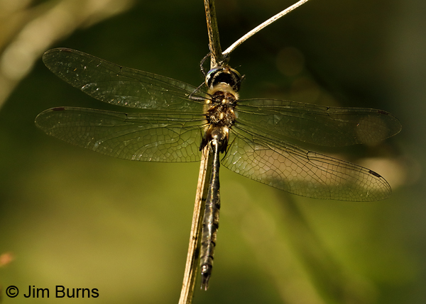 Ski-tipped Emerald male dorsal view, Lake Co., MN, July 2018--9775