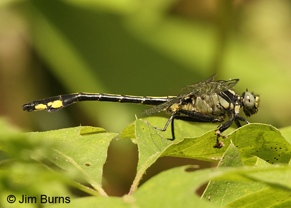 Skillet Clubtail male, Burnett Co., WI, June 2014