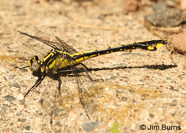 Skillet Clubtail teneral male, Washington Co., MN, June 2014