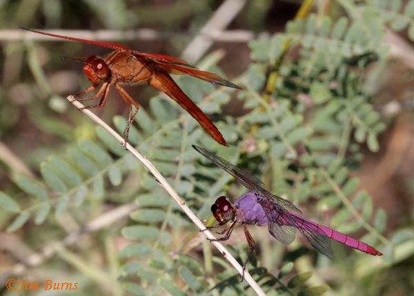 Skimmer Bros, Flame and Roseate males, Maricopa Co. AZ, September 2024--3054