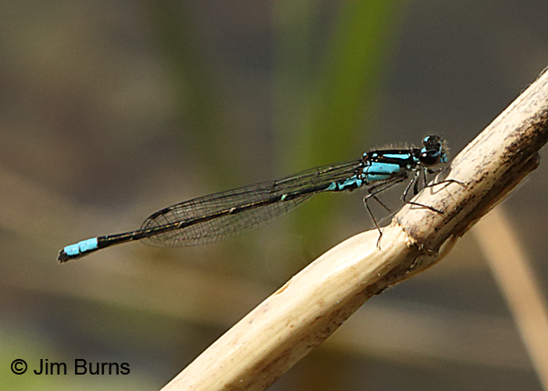 Skimming Bluet male, Santa Rosa Co., FL, March 2017