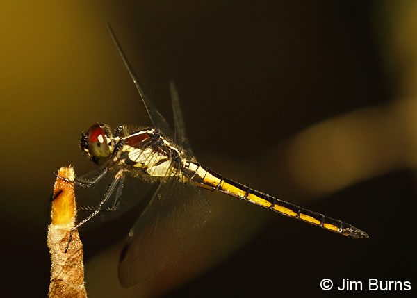 Slaty SkimmerSlaty Skimmer immature male, Santa Rosa Co., FL, May 2018--9157