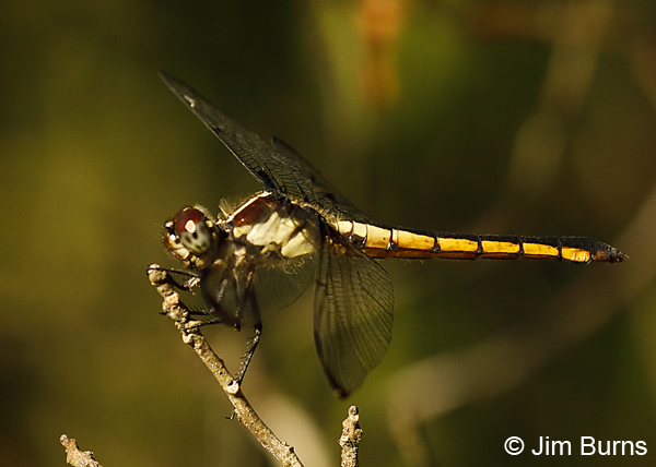 Slaty Skimmer female, Escambia Co., FL, May 2018--9325