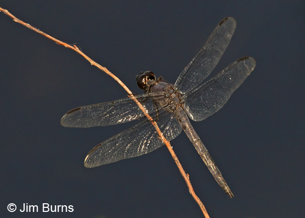 Slaty Skimmer male, Rockingham Co., NH, June 2014