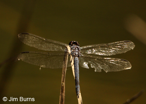 Slaty Skimmer male dorsal view, Stafford Co, VA, September 2012
