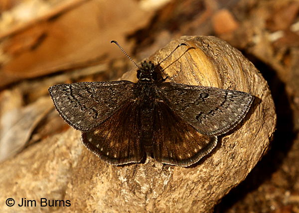 Sleepy Duskywing, Arizona