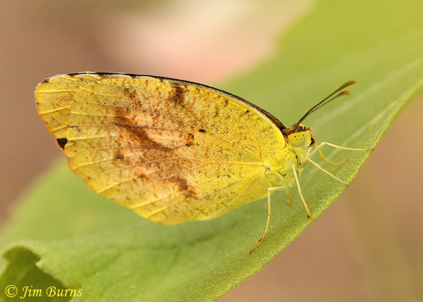 Sleepy Orange, late summer, Arizona--1338