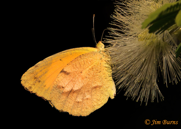Sleepy Orange on Tenaza, Arizona--3594