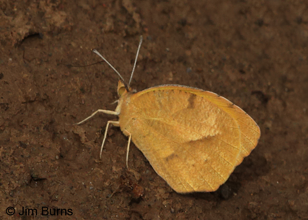 Sleepy Orange winter form, on mud, Arizona