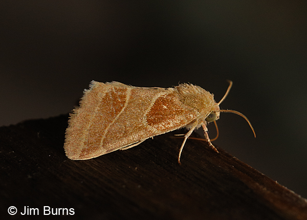 Slender Flower Moth, Arizona