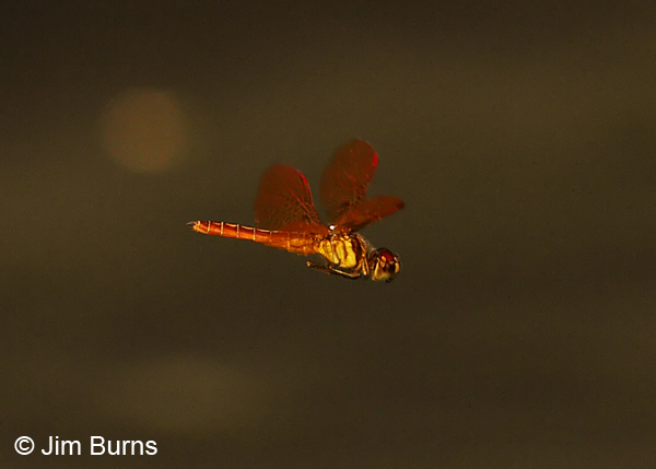 Slough Amberwing male in flight, Uvalde Co., TX, August 2013