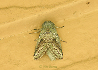 Litodanta hydromeli