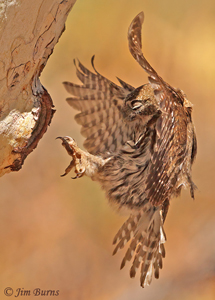 Northern Pygmy-Owl