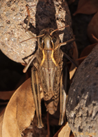 Plains Lubber dorsal view, Seven Springs RA, Arizona--1094