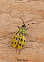 Spotted Cucumber Beetle, Whitewater Draw Wildlife Area, Arizona