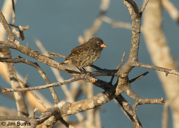 Small Ground-Finch female