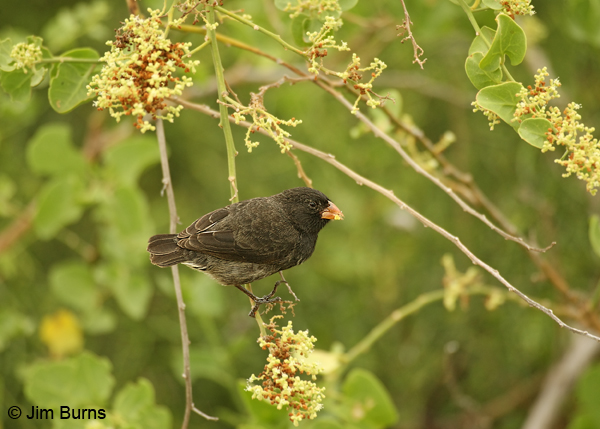 Small Tree-Finch male in tree buds