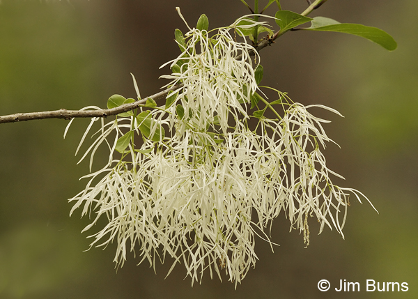 Smoke Tree, Texas