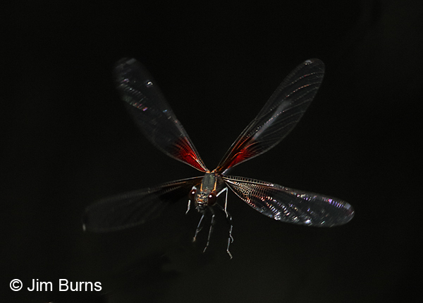 Smoky Rubyspot male in flight, Kinney Co., TX, August 2017