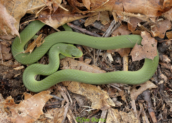 Smooth Green Snake--7770